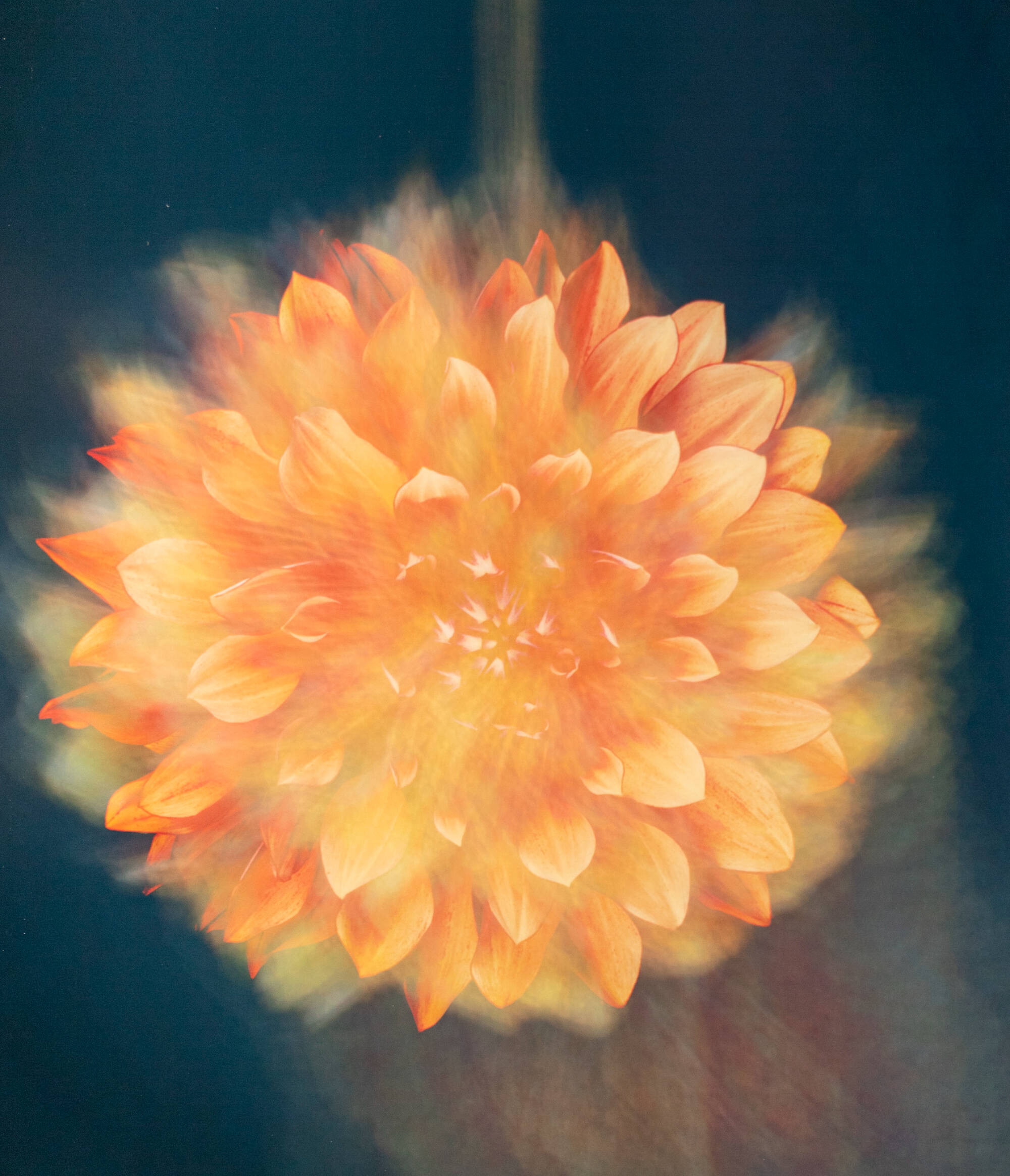 Brightly colored photograph of a closeup of an orange flower with lots of petals.